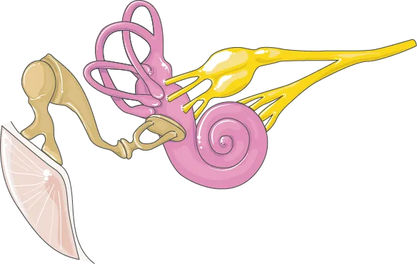 Medical illustration of the inner ear