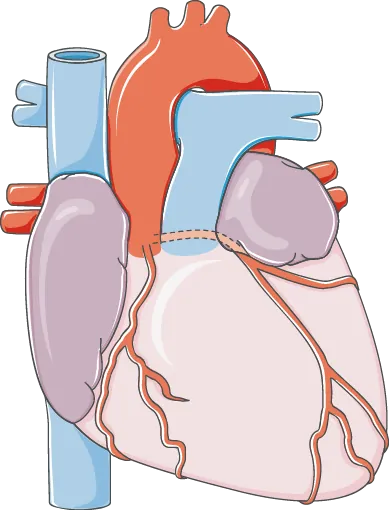 Medical illustration of the human heart